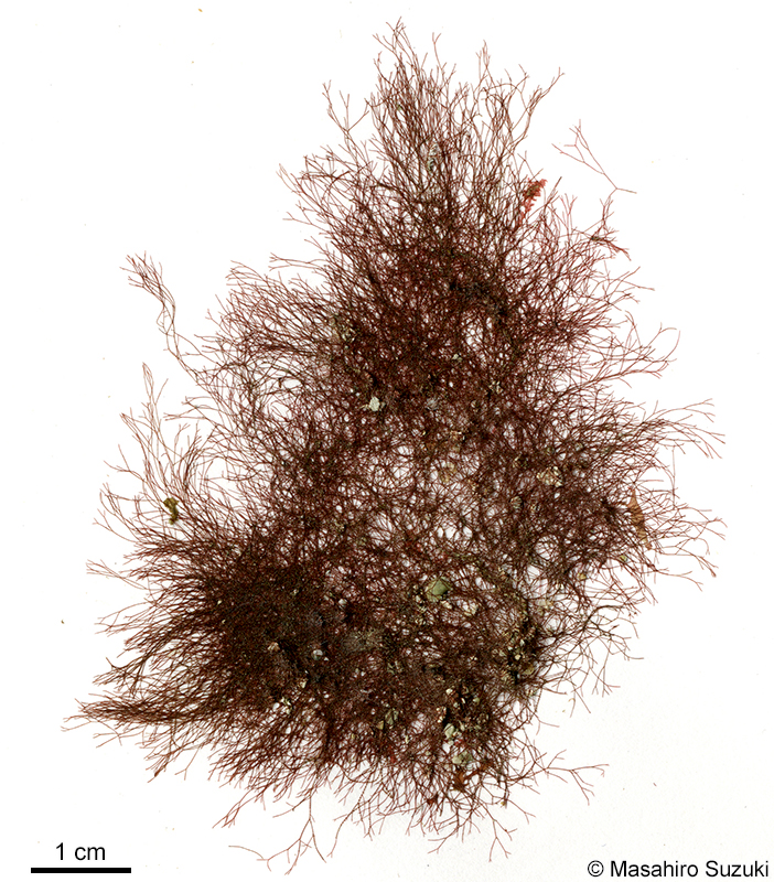 ツクシイギス Ceramium nakamurae